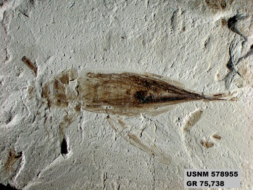Eozacla problematica