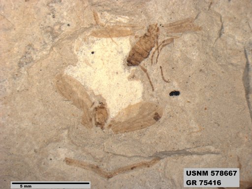 Insecta