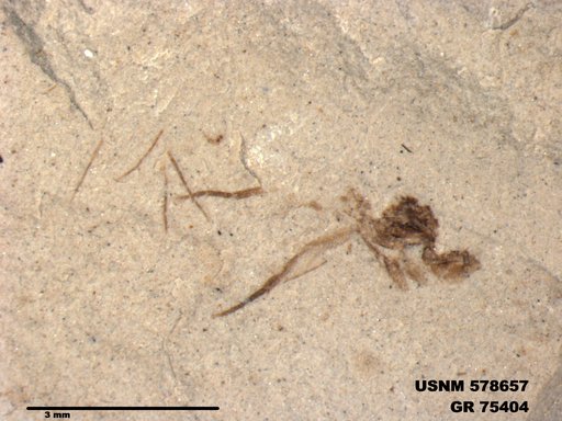Insecta