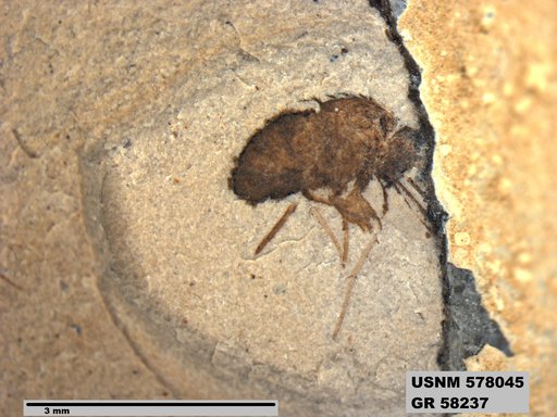 Insecta