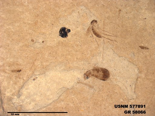 Insecta