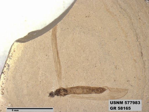 Insecta