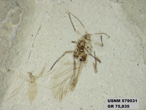 Insecta