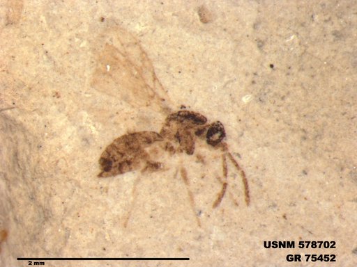 Insecta