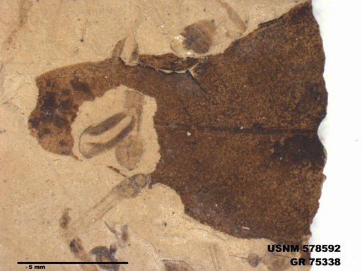 Genus sp