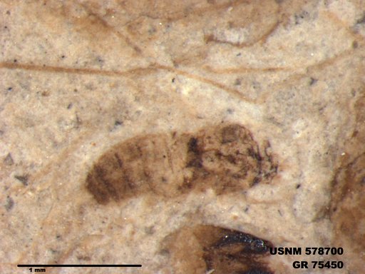Insecta