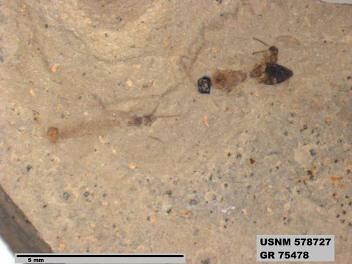 Genus sp