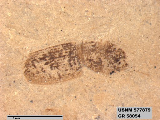 Genus sp