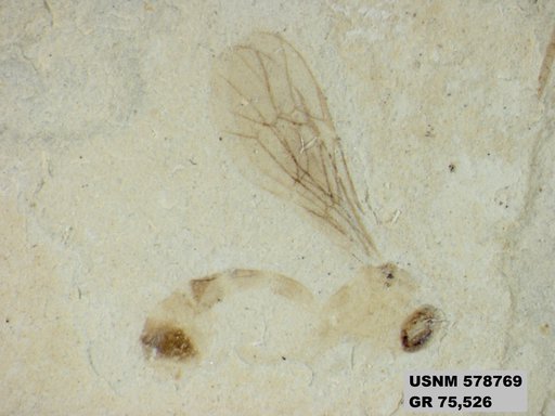 Insecta
