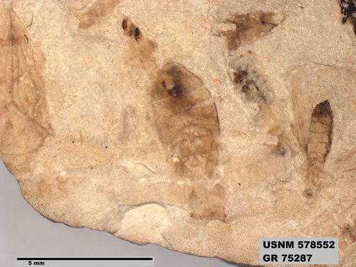 Genus sp