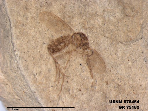 Genus sp
