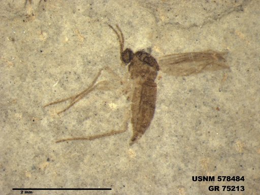 Insecta