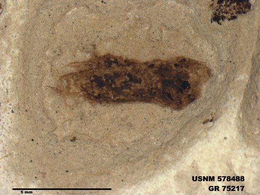 Insecta
