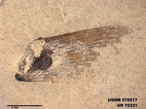 Insecta