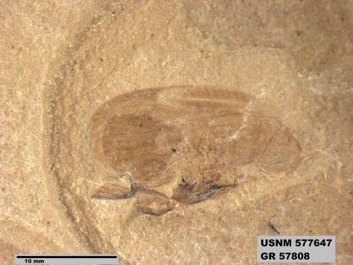 Genus sp