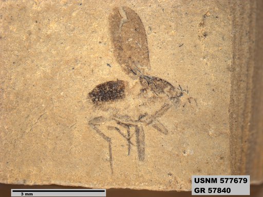 Insecta