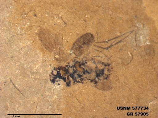 Insecta