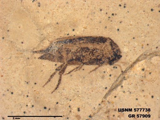 Insecta
