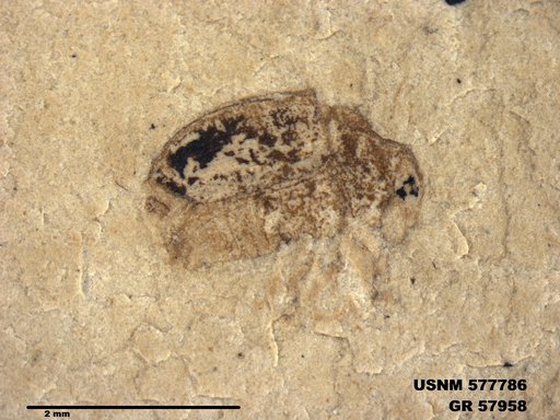 Insecta