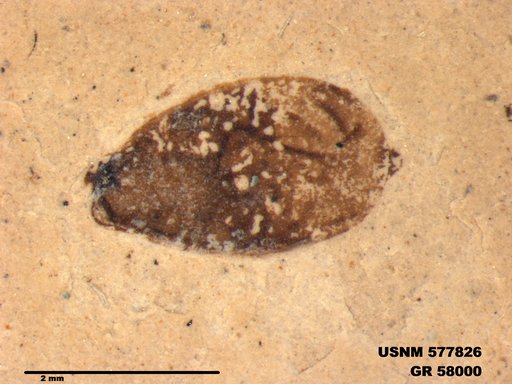 Insecta