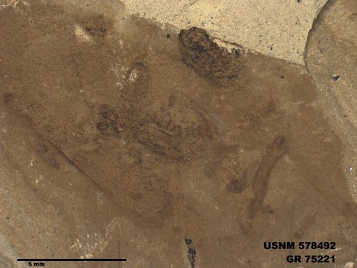 Genus sp