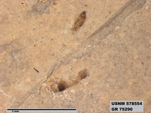 Genus sp