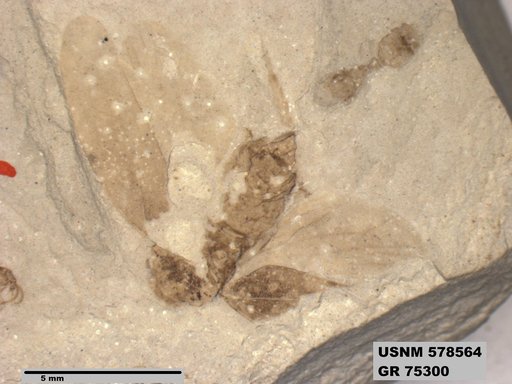 Genus sp