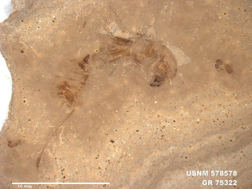 Genus sp