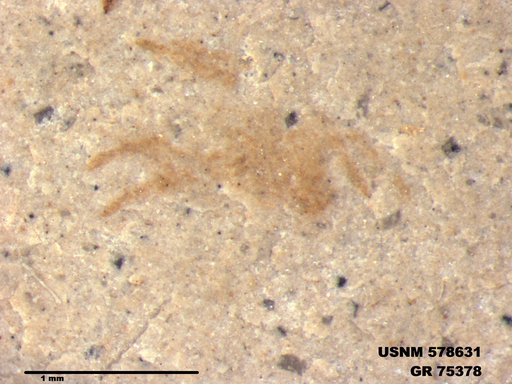 Genus sp