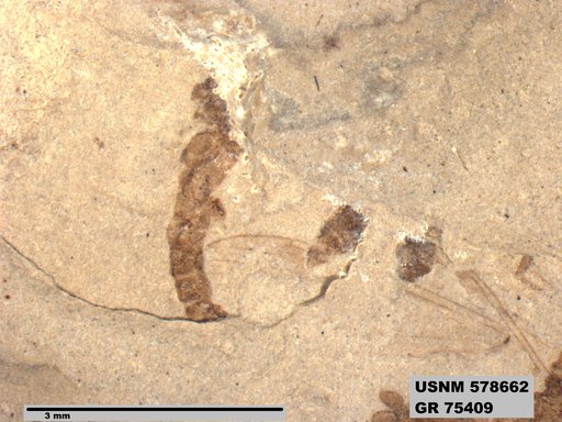 Genus sp