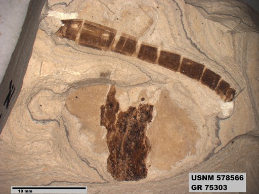 Insecta