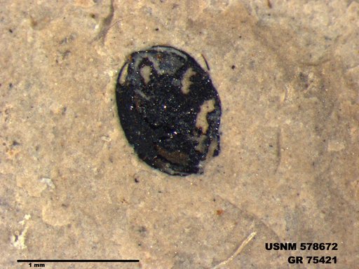 Insecta