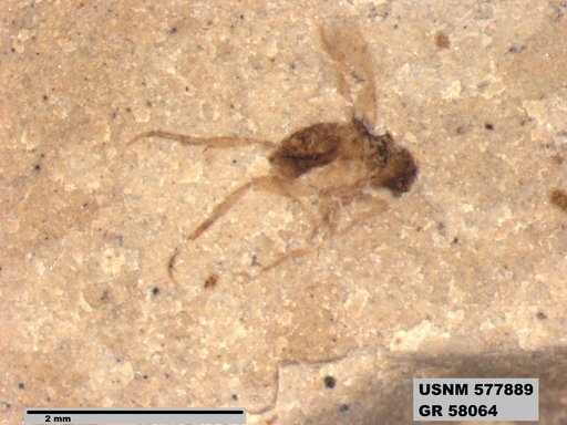 Insecta