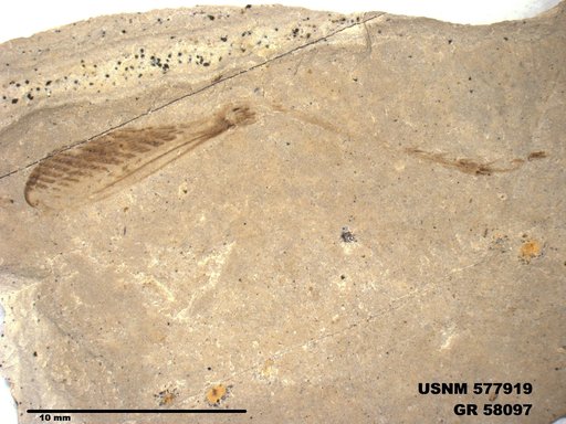 Genus sp