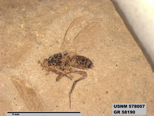 Insecta