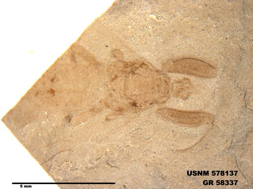 Insecta
