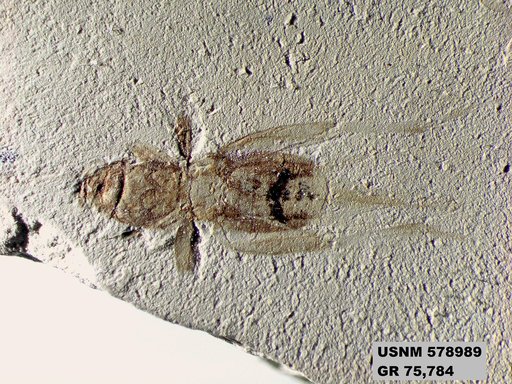 Pteromogoplistes smithii