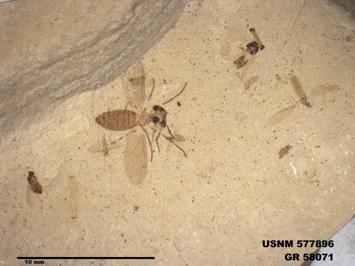 Insecta