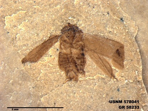 Genus sp