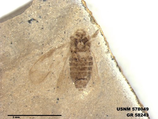 Genus sp