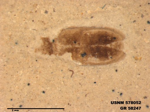 Insecta