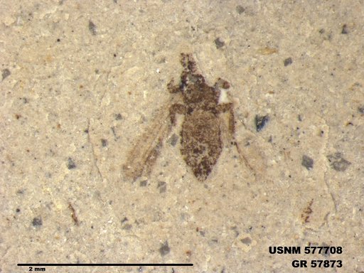Insecta