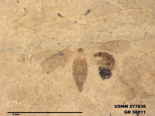 Insecta