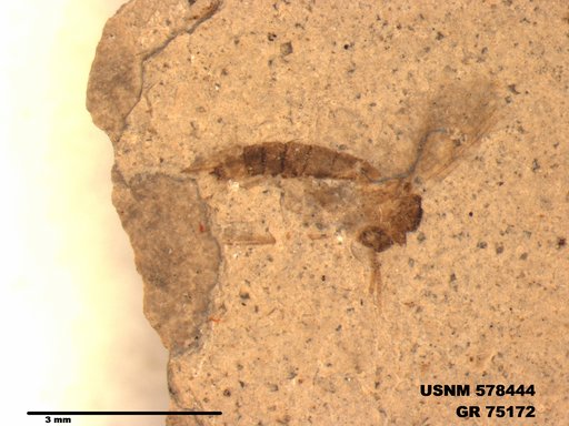 Genus sp