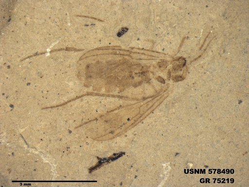 Genus sp