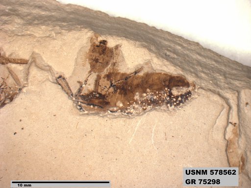 Genus sp