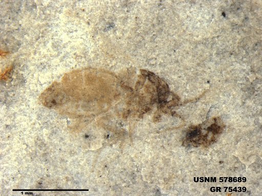 Insecta