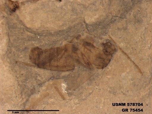 Insecta
