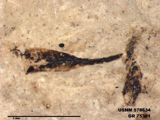 Insecta