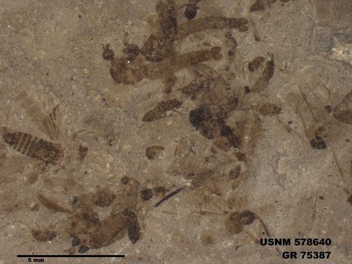 Genus sp